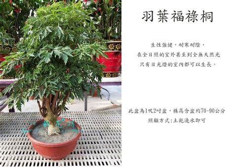 羽葉福祿桐修剪|班葉福祿桐如何修枝、插枝？移盆種植全紀錄